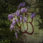 Blaue Blüten der Glyzinie Blaue Blüten der Glyzinie