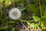 Pusteblume in Kölner Straße Pusteblume in Kölner Straße