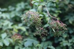 Holunderbeeren Holunderbeeren