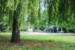 Trauerweide Trauerweiden vor einem Spielplatz