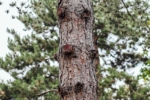 Baum mit Harzaustritt Geschnittener Baum mit Harzaustritt