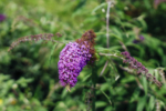 Sommerflieder Sommerflieder