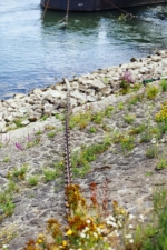 Stahlkette Stahlkette am Kölner Rheinufer für Schiffsbefestigung