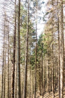 Tannenwald - Borkenkäfer