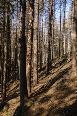 Borkenkäfer - Befallene Tannen