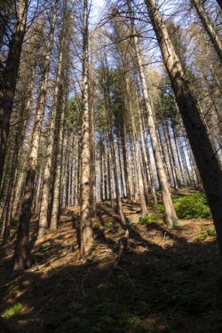 Tannenwald - totes Holz