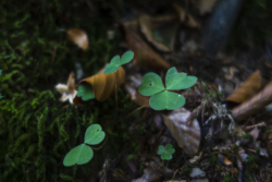 Kleeblätter im Wald