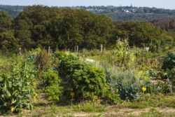 Gemüsefeld mit Ausblick