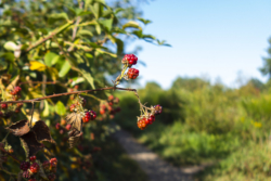 Dünnwalder Wald - Brombeeren