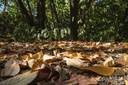 Dünnwalder Wald - Herbstlaub