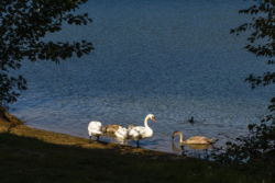Höhenfelder See, Köln-Dellbrück