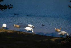 Höhenfelder See, Köln-Dellbrück