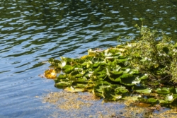 Höhenfelder See, Köln-Dellbrück