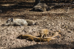 Wildpark Dünnwald - Wildschein Familie