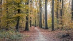 Herbstlicher Stadtwald