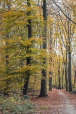 Stadtwald im Herbst