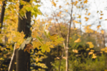 Herbstlaub