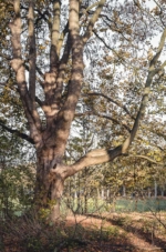 Baum im Stadtwald