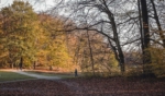 Herbstlicher Stadwald