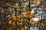 Herbstsonne strahlt