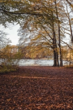 Stadtwald im Herbst