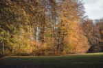 Herbstlicher Stadtwald