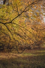 Herbst im Stadtwald