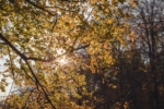 Herbstlaub