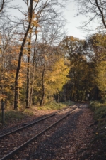Gleise durch den Kölner Stadtwald