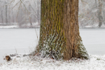 Dicker Baumstamm mit schönem Muster und Schnee bedeckt