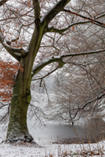 Winterlicher Stadtwald
