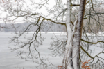 Verschneiter Baum am zugefrorenen Decksteiner Weiher