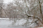 Verschneiter Baum am zugefrorenen Decksteiner Weiher
