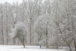 Winter im Kölner Stadtwald