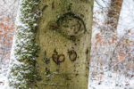 Baumstamm mit Zeichen