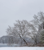 Vereister, eisiger Baum