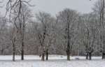 Winterlicher Kölner Stadtwald