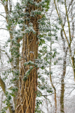Zugerangter Baumstamm mit Schnee