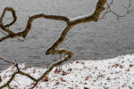 Winterstimmung am Decksteiner Weiher