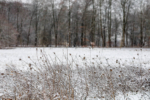Kölner Winterlandschaft