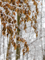 Herbstliches Laub mit Schnee