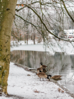 Wildgänse am verschneiten Decksteiner Weiher Ufer