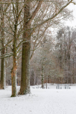 Winterlicher Kölner Stadtwald