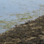 Büsumer Watt Vögel im Büsumer Watt