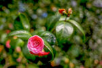 Pinkfarbene Blüte